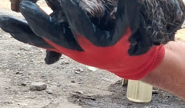 Ağrı'da ziftle kaplanan yavru kedi, itfaiye sayesinde hayata döndü