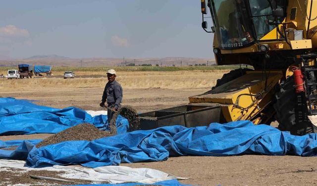Aksaray'da 2026 Ayçiçeği Hasadı Resmen Başladı