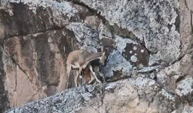 Anne dağ keçisi yavrusunu kayalıkların arasında emzirdi