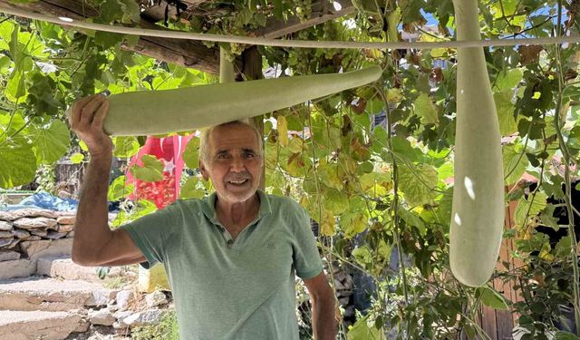 Antalya'da 96 Santimetre Uzunluğundaki Su Kabağıyla Şaşkınlık Yaratan Deneme