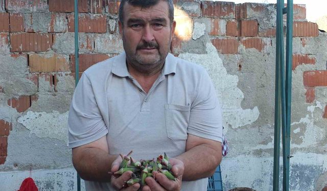 Burhaniye'de kınalı bamya ilgi gördü