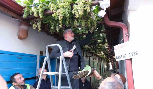 Çorum'un En Dar Arastasında Üzümler Hasat Edildi