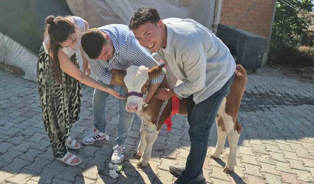Düğünde Altın Yerine Sürpriz Buzağı Hediyesi