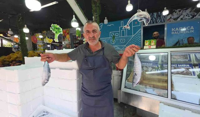 Düzce'de Palamut Sezonu Başladı, Vatandaşlar Tezgahta Sıraya Girdi