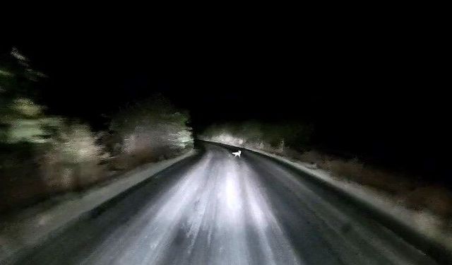 Edirne'de Araç Farlarına Yakalanan Tilkinin Kaçış Anı Görüntülendi