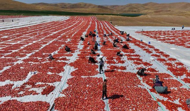 Elazığ Domatesleri, Dünya Sofralarını Şenlendiriyor