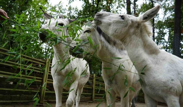 Emekli Eşekler Ormanya'da Yeni Hayat Buldu