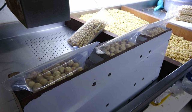 Fındık Hasat Sezonu Tamamlandı; Kırma ve Kavurma Çalışmaları Hızla Devam Ediyor