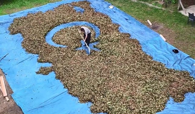 Fındıklarla Sanatın Yeni Yüzü: Türkiye Haritası ve Bayrağı Fındık Harmanında Canlanıyor