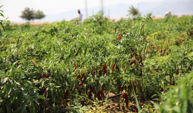 Gaziantep'te Kırmızı Biber Hasadı Başladı