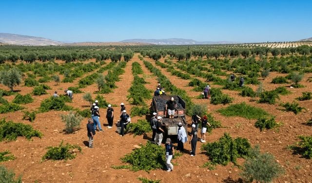Gençler Sınırda Horoz Karası Üzüm Hasadı Yaptı