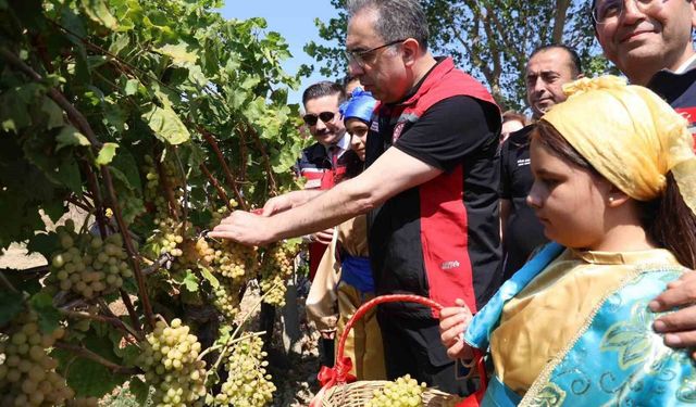 Gökçeada'da Üzüm Hasadı Gerçekleştirildi
