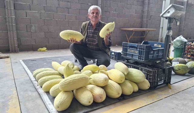 Göncek Köyü'nde Organik Kavun Sezonu Başladı