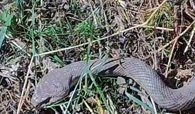 Hakkari'de 1.5 Metrelik Kocabaş Yılanı Görüntülendi