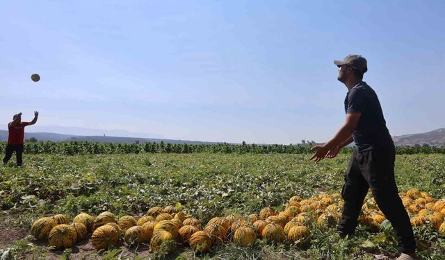 Hatay'da Kavun Hasadı Bereketli: Kilogram Fiyatı 10 TL