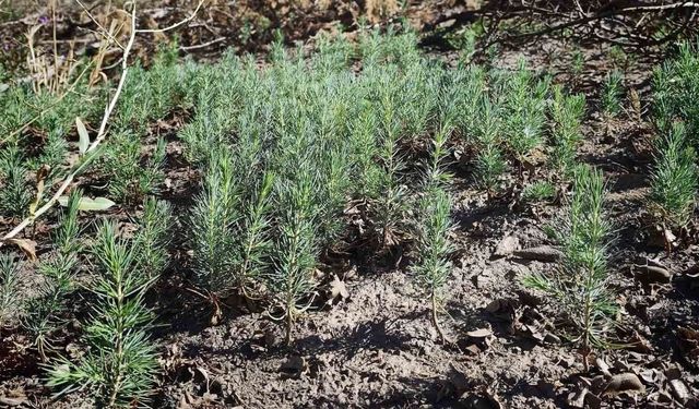 Kahramanmaraş'taki Yangın Zararları Yeniden Canlanıyor