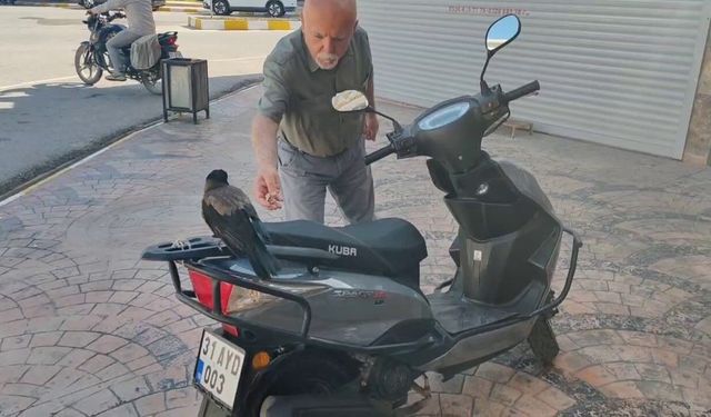 Karga, 'Paramı ver' diyen mahalleliye aldırış etmeden parayı kaptı
