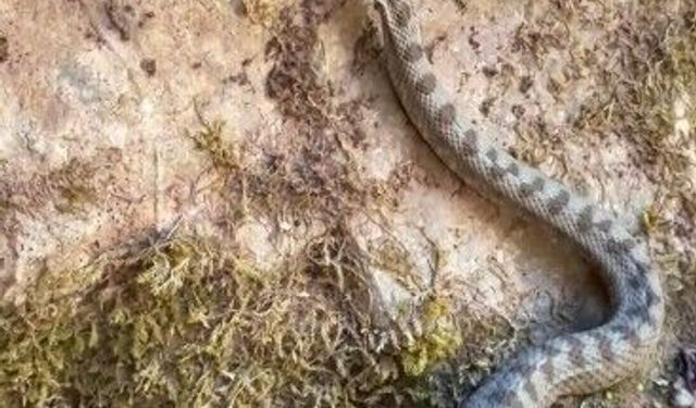 Kastamonu'da nesli tükenme tehlikesi altındaki yılan görüntülendi