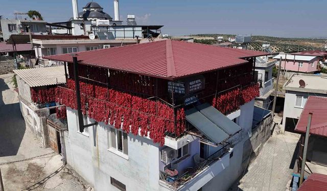 Kavurucu Sıcaklarda Balkondaki Kırmızı Görsel Şölen: Kurutmalık Acı Biber Hasadı