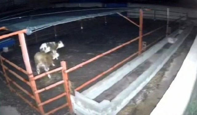 Kurtlar Mandıraya Girdi, Hayvanlara Saldırdı