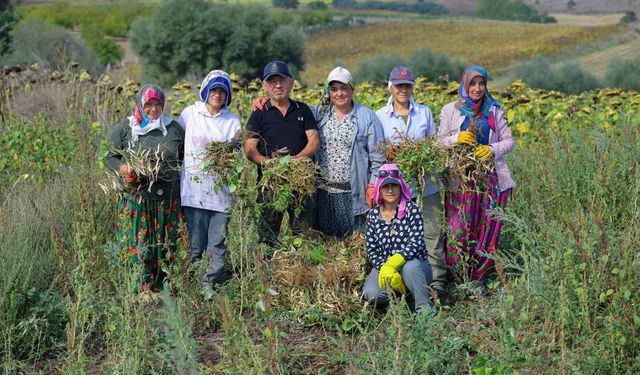 Ladik Fasulyesinde Hasat Dönemi Başladı