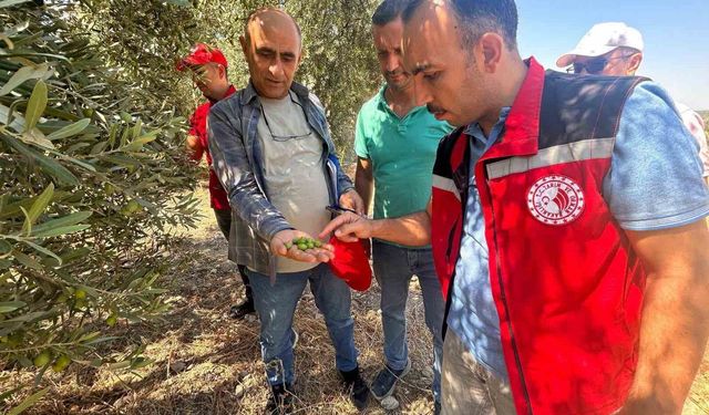 Manisa'da 2026 Zeytin ve Zeytinyağı Rekoltesi İçin Saha Çalışmaları Başladı