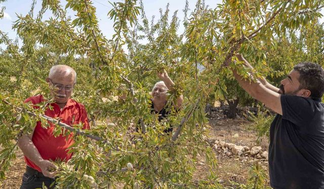 Mersin'de Badem Fidanları İlk Meyvelerini Vermeye Başladı