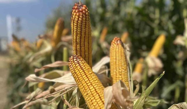 Mısır üreticileri, 'Güçlü Gelecek Günleri' ile Ar-Ge istasyonunda buluştu