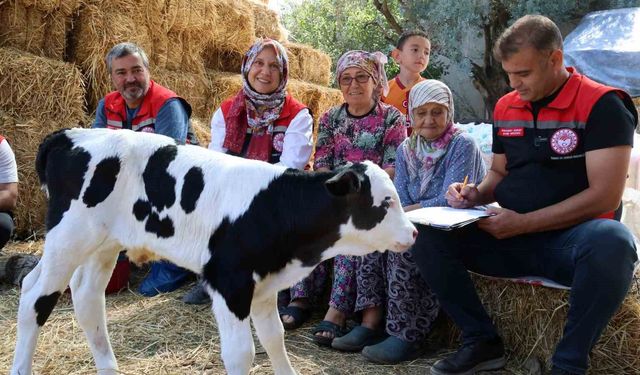 Muğla'da Yeni Doğan Buzağılar İçin Önemli Proje Başlatıldı