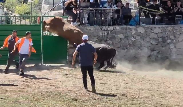 Olimpiyat Sporcularını Geride Bırakan 600 Kiloluk Boğa