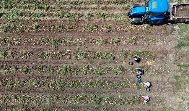 Patates diyarı Bolu'da zorlu hasat mesaisi başladı