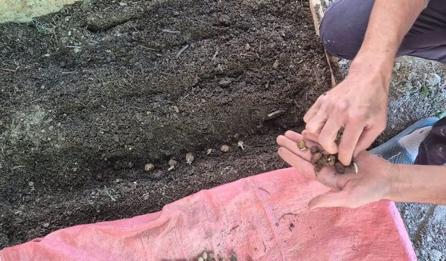 Pazarlar'da Salep Üretimi İçin Ekim Kontrolü Yapıldı