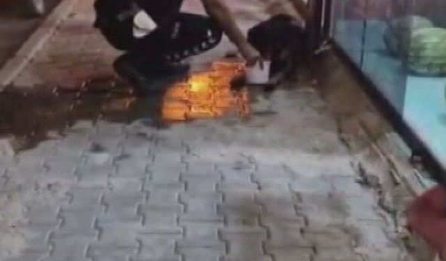 Polis Ekipleri, Silahla Vurulan Sokak Köpeğine Sahip Çıktı