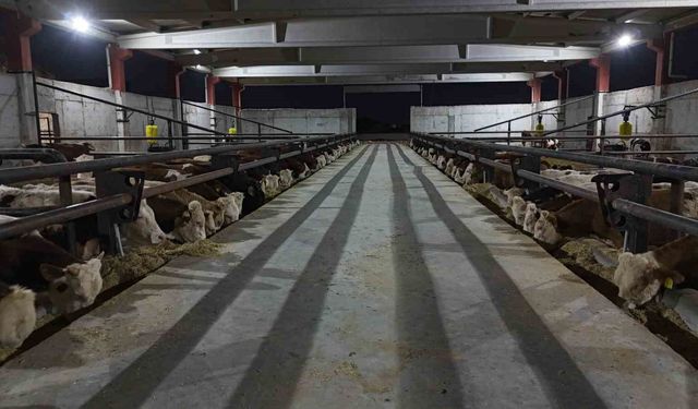 Şanlıurfa, Kırmızı Et Üretiminde Yeni Bir Merkez Olma Yolunda