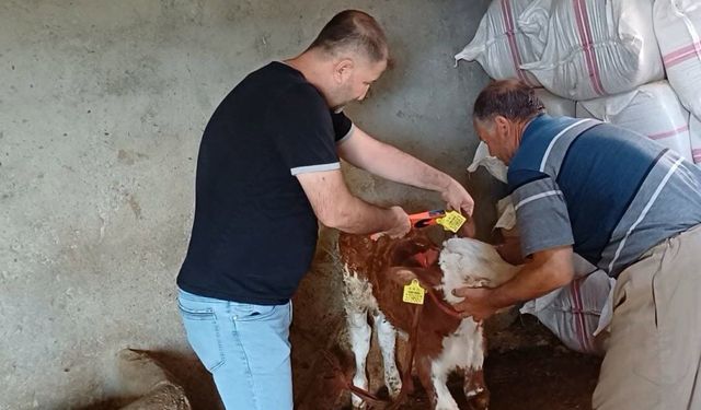 Şırnak'ta Hayvan Sağlığı İçin Aşılama ve Küpeleme Faaliyetleri Devam Ediyor