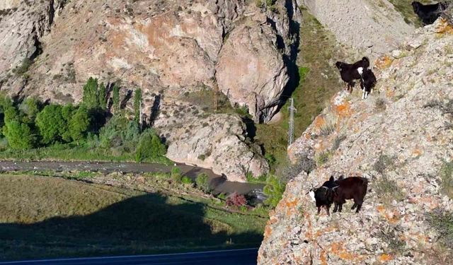 Tekno Çoban İsmail Akkaş'ın Drone ile Keçileri Yönetme Başarısı