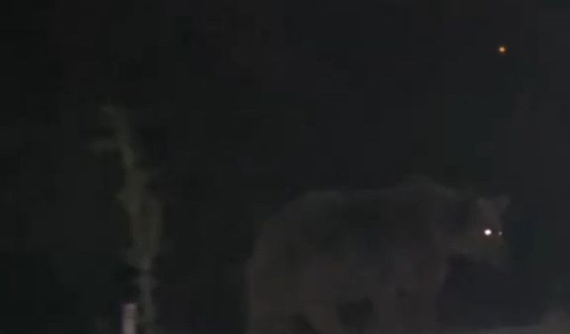 Tunceli'de Ayılar İlçe Merkezinde Yiyecek Peşinde Görüntülendi