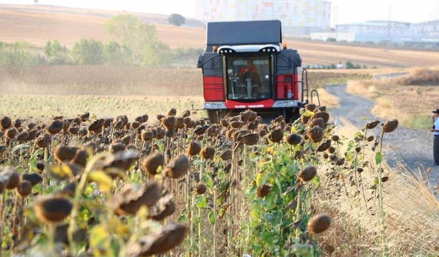 Yağlık Ayçiçeği Alım Fiyatında Önemli Artış: Ton Başına 34 Bin Lira