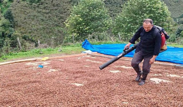 Yağmur Fındık Hasadını Olumsuz Etkiliyor: Üretici Üfleme Körüğüyle Çözüm Buldu