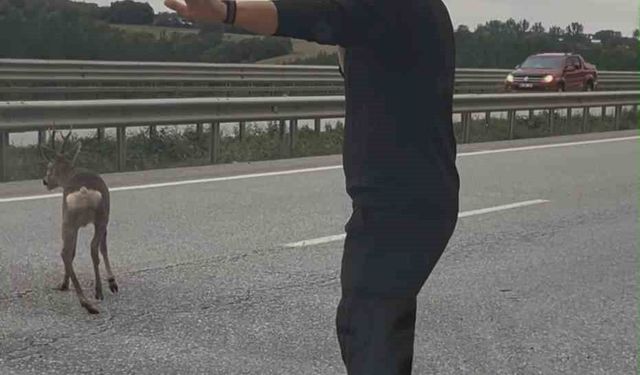 Yaralı Geyiğin Kurtarılmasına Duyarlı Aileden Destek
