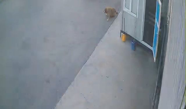 Yürekleri dağlayan sokak köpeği faciası