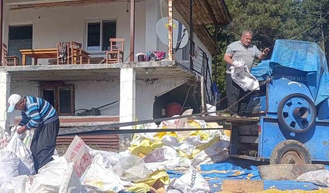 Andırın'da yerli mısır hasadı tamamlandı, güneşte kurutuluyor