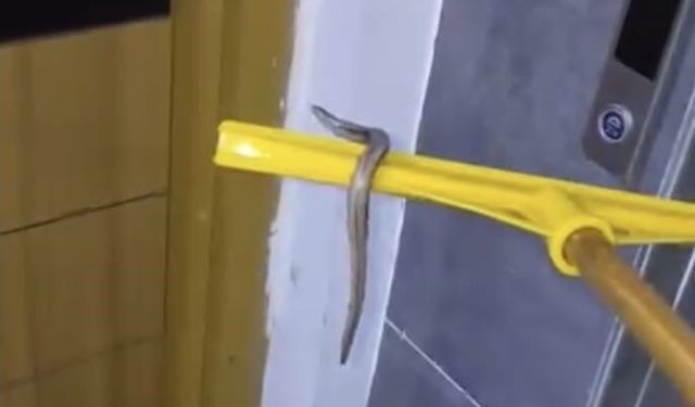 Arnavutköy'de Sağanakla Birlikte Bodrumda Yılan Paniği!