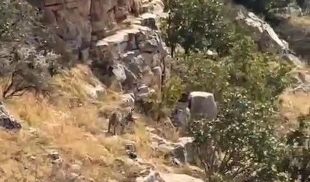 Batman'ın Gönüllü köyünde nesli tehlike altında çizgili sırtlan görüntülendi