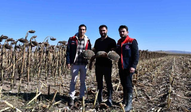 Bayburt'ta ayçiçeği hasat kontrolleri yapıldı