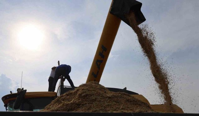Diyarbakır'da tescilli Karacadağ pirinci hasat ediliyor