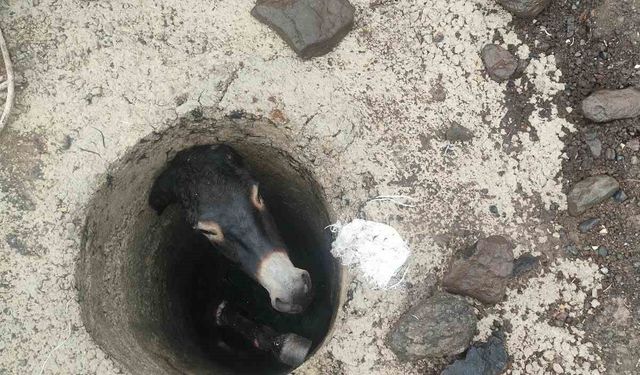 Elazığ'da Kuyuya Düşen Eşek İtfaiye Tarafından Kurtarıldı