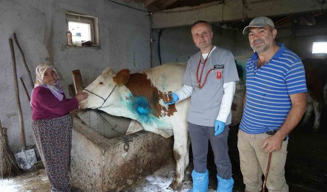 Kastamonu'da yemek borusuna armut kaçan gebe inek kurtarıldı