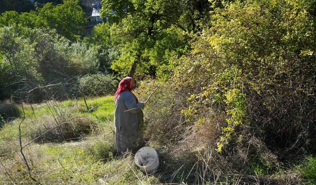 Kuşburnunun Dikenli Yolculuğu: Gümüşhane'den Sofralara