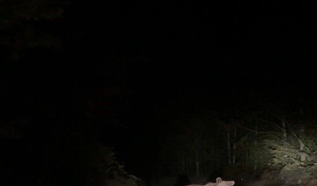 Mantar Toplama Sırasında Ayı Ailesiyle Karşılaşan Vatandaşlar O Anları Kaydetti